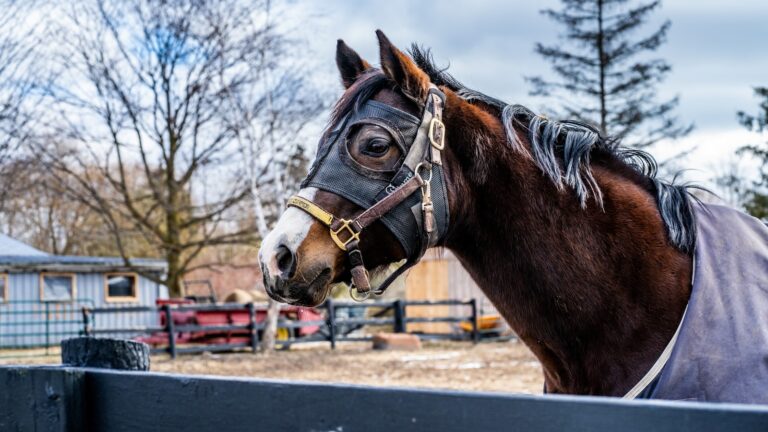 The Role of Exercise and Fitness in Equine Well-Being
