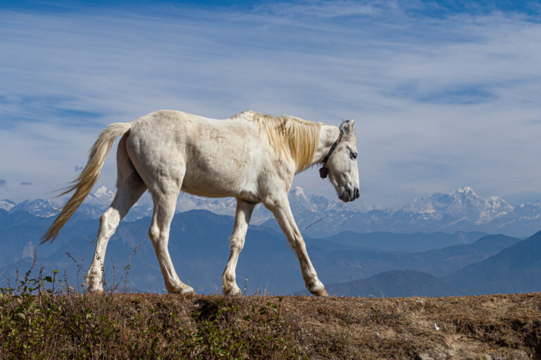 The Noble Steed: A Journey Through the History of Horses in Warfare