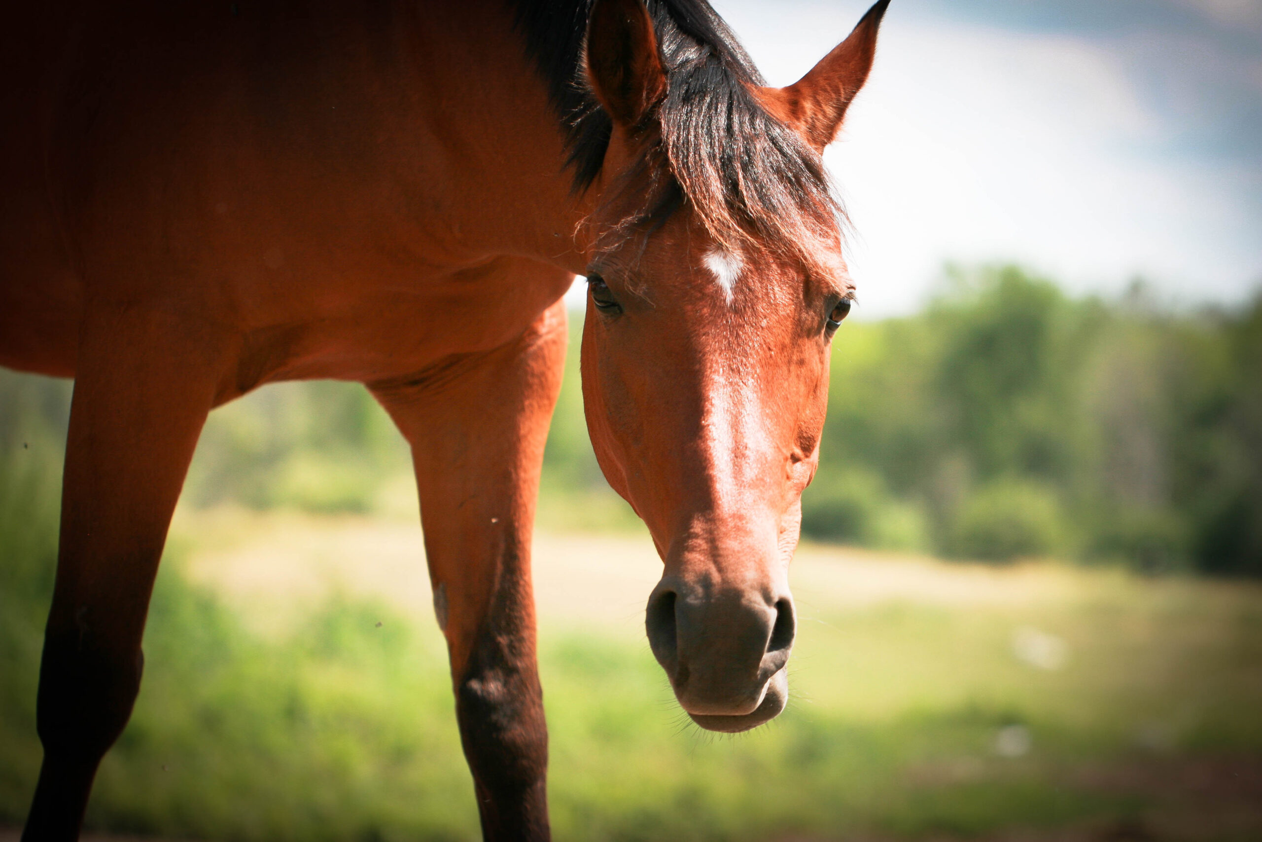 Preventing and Managing Common Equine Respiratory Conditions
