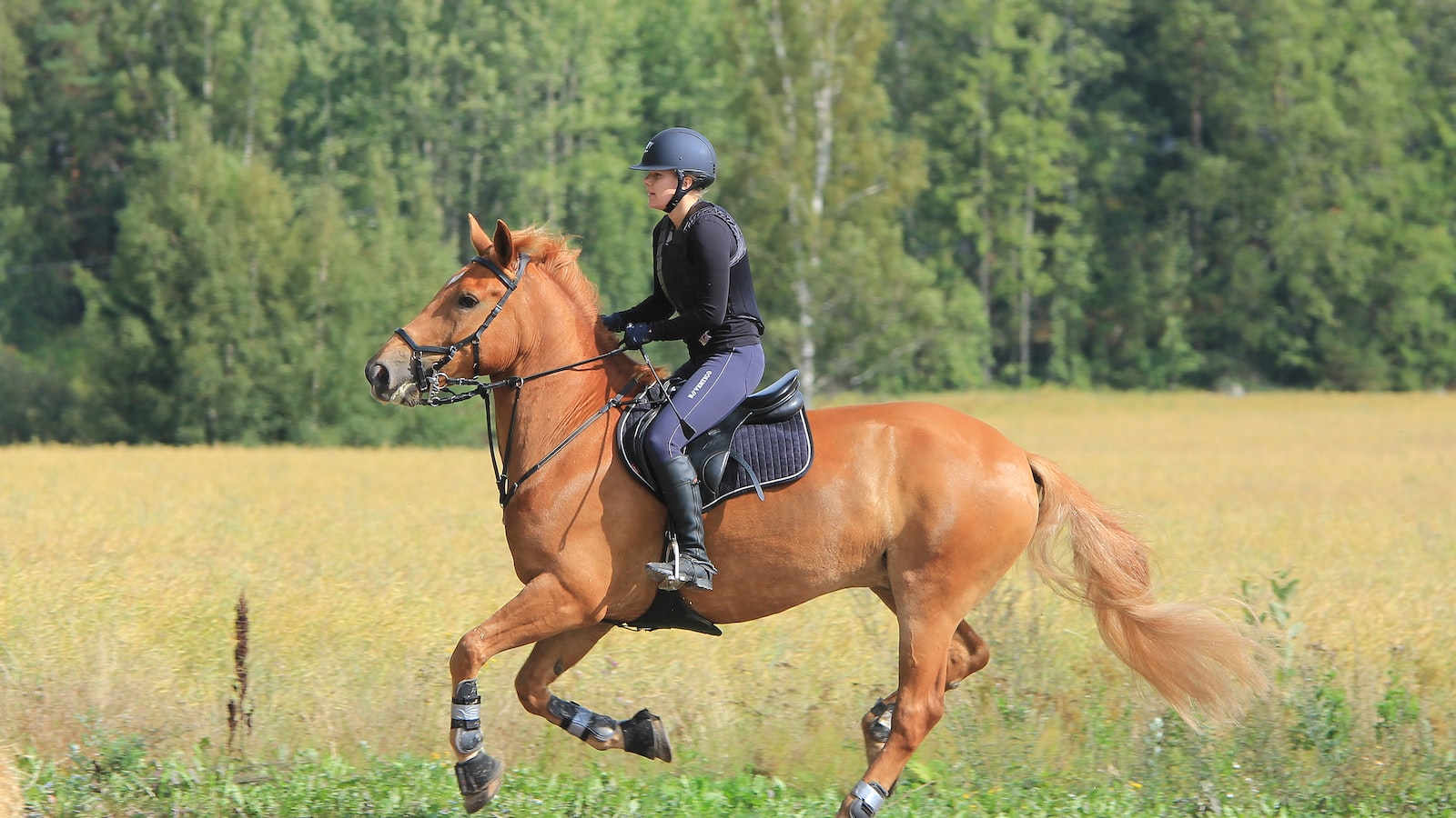Horse Tales: Legendary Horses in Mythology and Folklore