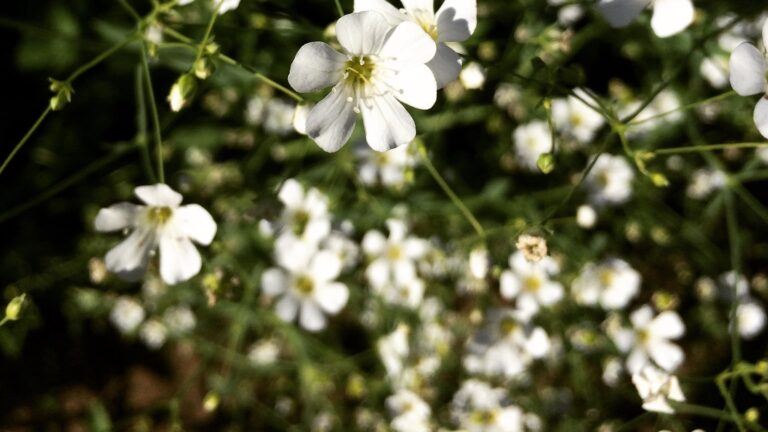 Dressage Demystified: Unlocking the Secrets of Classical Riding