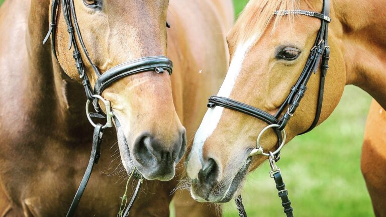 The Influence of Horses on Indigenous Cultures and Traditions