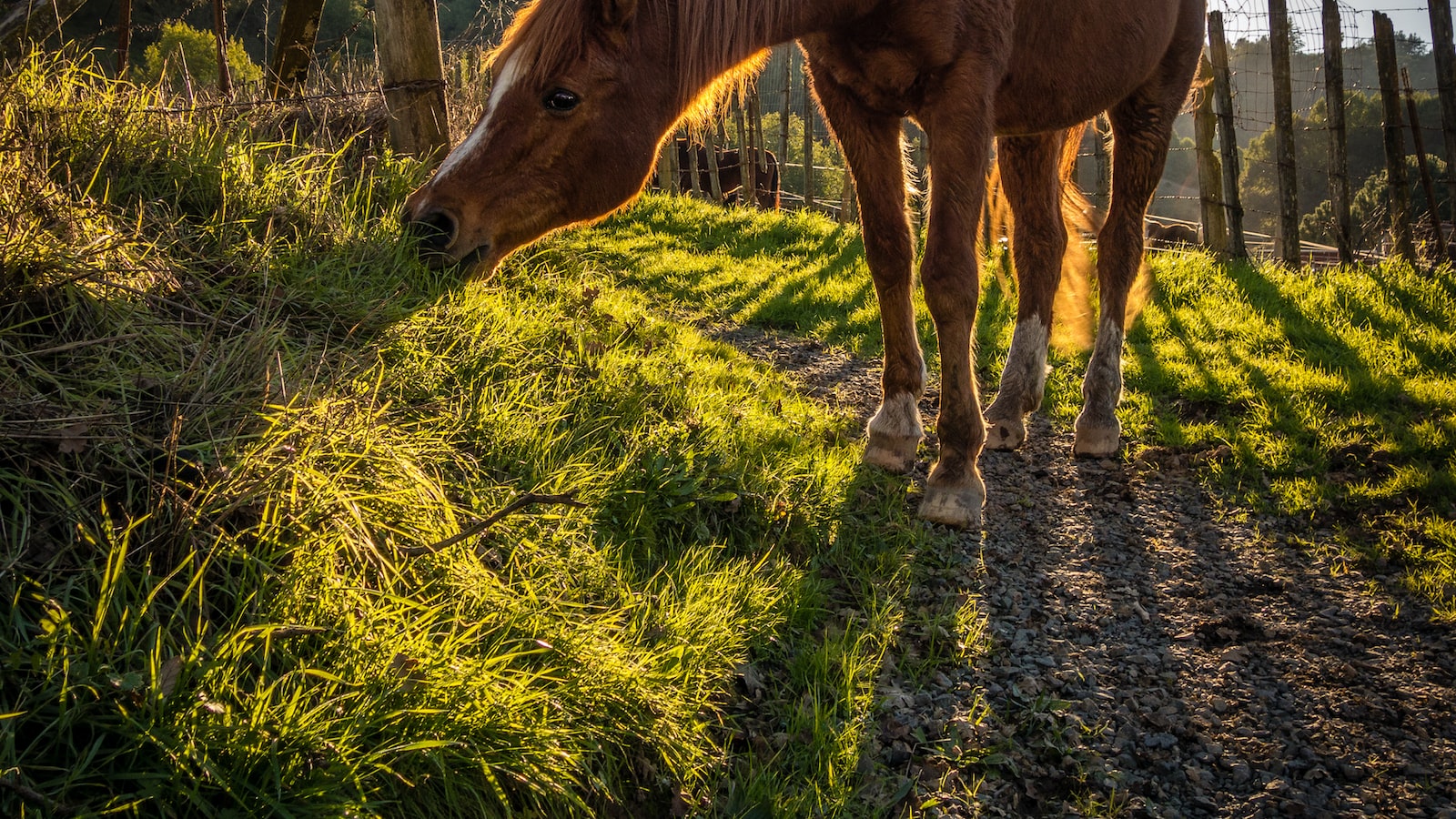 The Art of Horse Training: Building a Trusting Rider-Horse Relationship