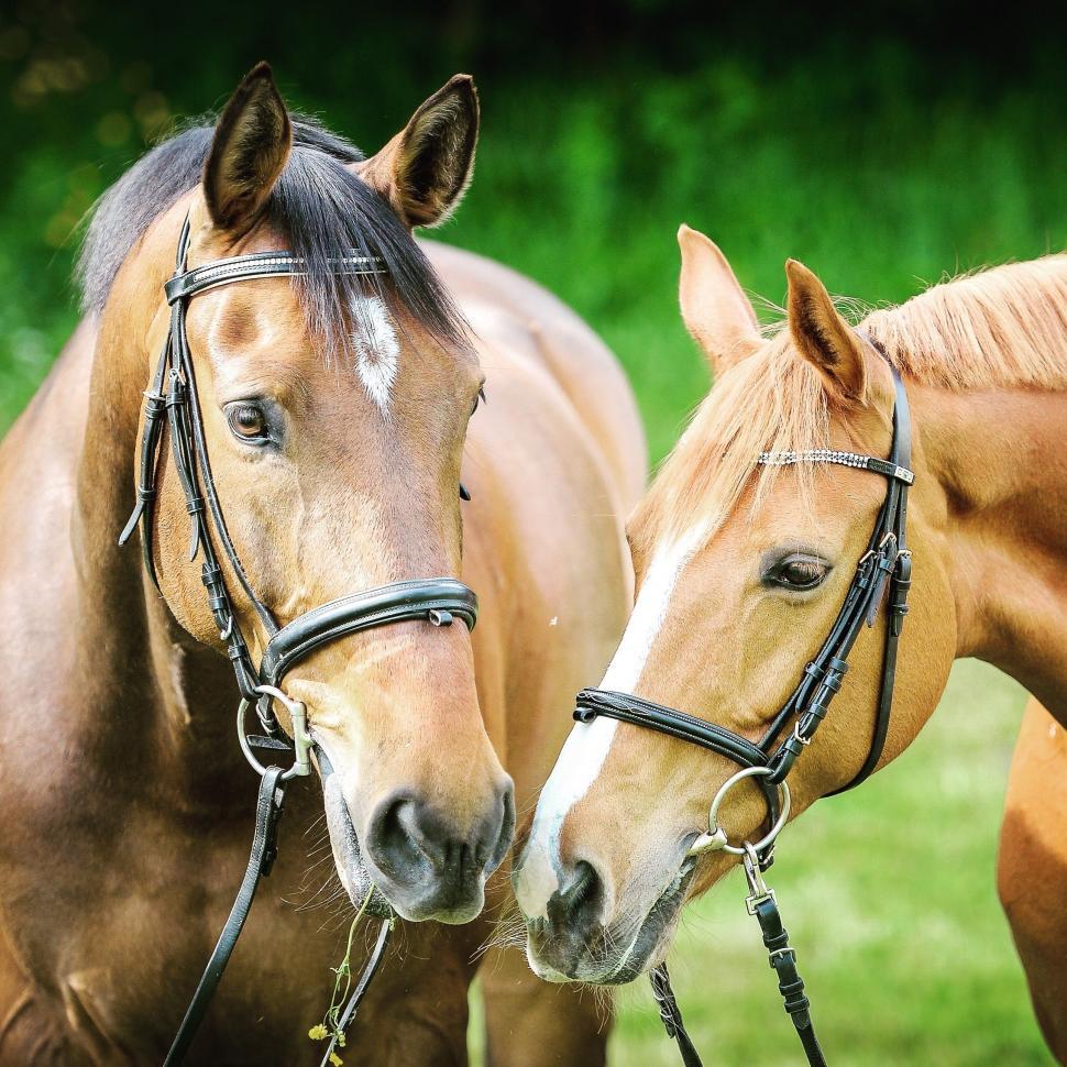 Understanding the Importance of Equine Dental Care