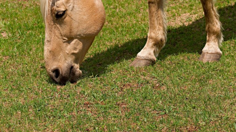 From Workhorse to Showpiece: The Evolution of Equine Roles in Society