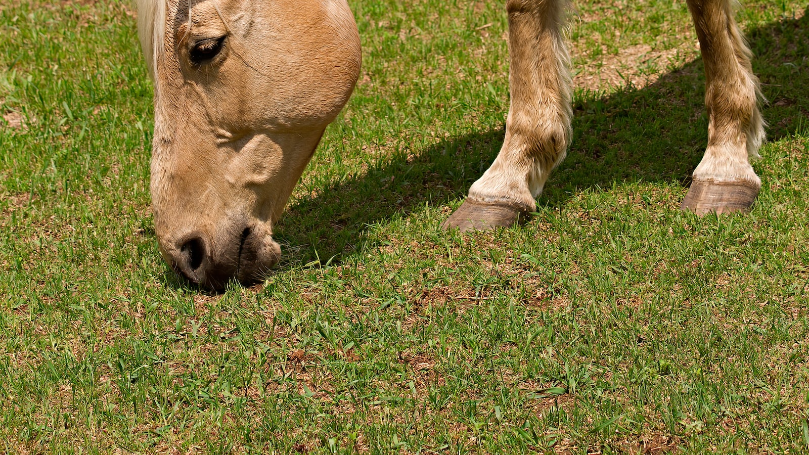 From Workhorse to Showpiece: The Evolution of Equine Roles in Society