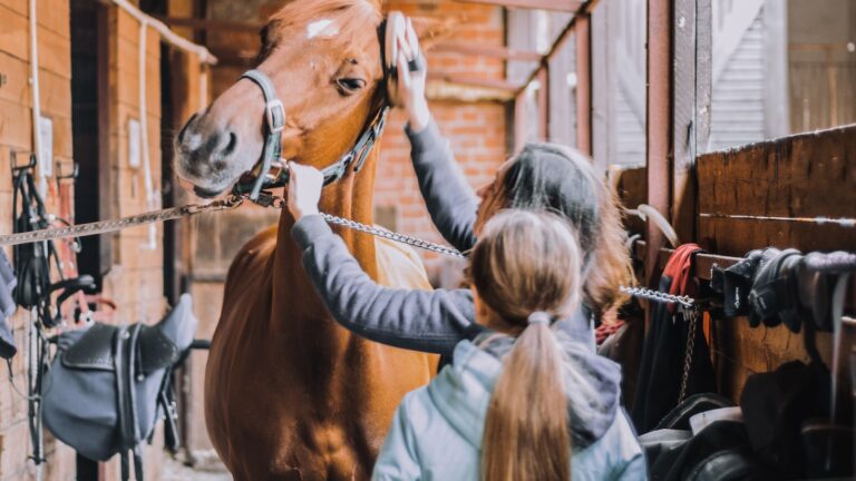 A Guide to Proper Saddle Fitting and Its Impact on Riding Performance